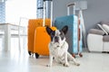 French bulldog sitting at packed travel baggages