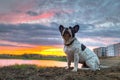 French bulldog sitting at the pond at sunset