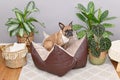 French Bulldog sitting in star dog pillow bed Royalty Free Stock Photo