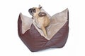 French Bulldog sitting in star shaped dog pillow bed on white background Royalty Free Stock Photo