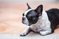 French bulldog sleeping Royalty Free Stock Photo