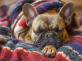 A french bulldog sleeping on a blanket Royalty Free Stock Photo