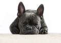 French bulldog sleeping Royalty Free Stock Photo