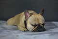 French Bulldog Sleeping Royalty Free Stock Photo