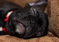 French bulldog sleeping Royalty Free Stock Photo