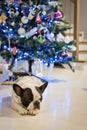 French bulldog sleeping under the Christmas tree Royalty Free Stock Photo