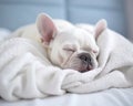 French bulldog sleeping on white sheets is a dream.
