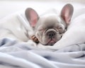 French bulldog sleeping on white sheets is a dream.