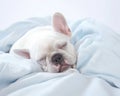 French bulldog sleeping on white sheets is a dream.