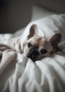 French Bulldog Sleeping on White Sheets. Generative AI Royalty Free Stock Photo