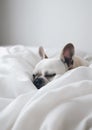 French Bulldog Sleeping on White Sheets. Generative AI Royalty Free Stock Photo