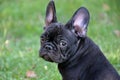 French bulldog Royalty Free Stock Photo