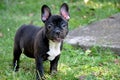 French bulldog Royalty Free Stock Photo