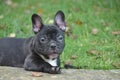 French bulldog Royalty Free Stock Photo