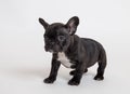 French bulldog puppy photo in studio