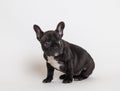 French bulldog puppy photo in studio