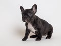 French bulldog puppy photo in studio