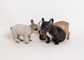 French bulldog puppies photo in studio