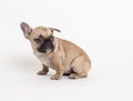 French bulldog puppy photo in studio