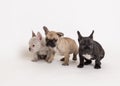 French bulldog puppies photo in studio