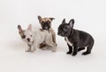 French bulldog puppies photo in studio