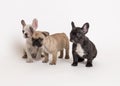 French bulldog puppies photo in studio