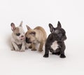 French bulldog puppies photo in studio