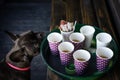 Dog sniffing coffle cup on tray