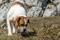 American bulldog smelling in the grass