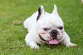 French bulldog smiling on the garden