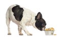 French Bulldog sniffing a bowl full of biscuits