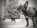 French bulldog in front of a Christmas Tree. Royalty Free Stock Photo