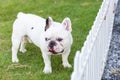 French bulldog standing on the garden