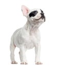 French bulldog standing, looking up, isolated