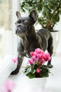 A french bulldog standing on a windowsill next to a flower pot Royalty Free Stock Photo