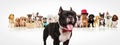 French bulldog sticking out tongue in front of dogs pack Royalty Free Stock Photo