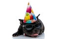 French bulldog sticking out toungue Royalty Free Stock Photo