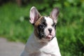 French bulldog on the street