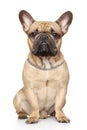 French bulldog Royalty Free Stock Photo