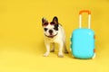 French bulldog with sunglasses and little suitcase on background. Space for text