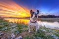 French bulldog at sunrise Royalty Free Stock Photo