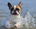 French Bulldog play in the water