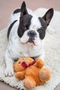 French bulldog with teddy bear Royalty Free Stock Photo