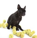 French bulldog with tennisballs, isolated Royalty Free Stock Photo