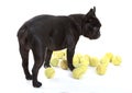 French bulldog with tennisballs, isolated Royalty Free Stock Photo