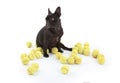 French bulldog with tennisballs, isolated Royalty Free Stock Photo