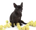 French bulldog with tennisballs, isolated Royalty Free Stock Photo