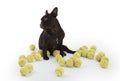 French bulldog with tennisballs, Royalty Free Stock Photo