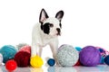 French bulldog with threadballs isolated on white background dog