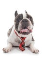 french bulldog with tie interogative isolated on white background